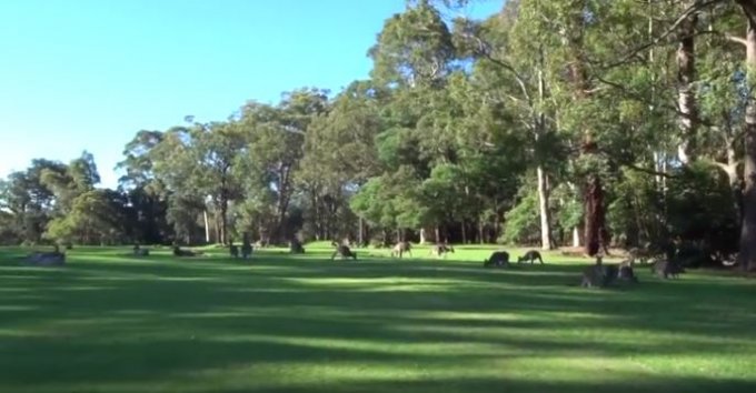 Стая кенгуру сорвала матч по гольфу. Видео