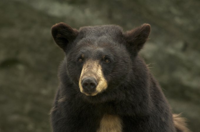 Выживший: в Канаде медведь напал на охотника. Видео