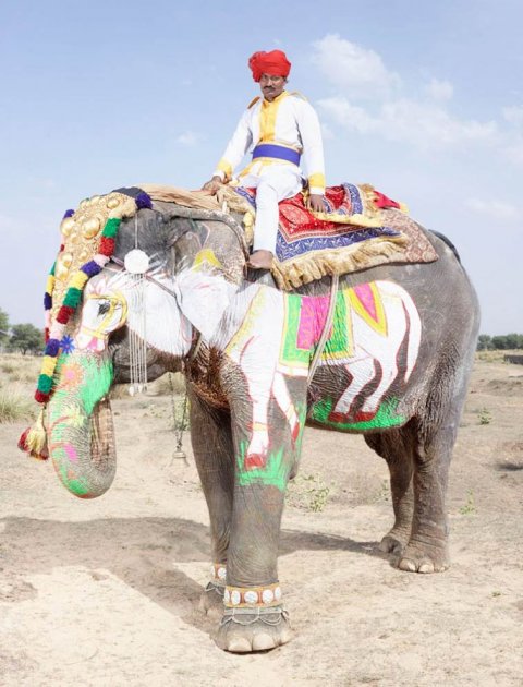 Невероятное зрелище: фестиваль раскрашенных слонов в ярких снимках. Фото