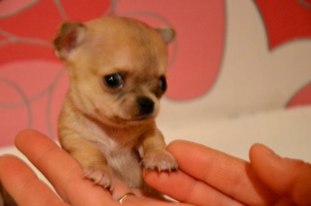 Найдена самая маленькая в мире собака. Фото
