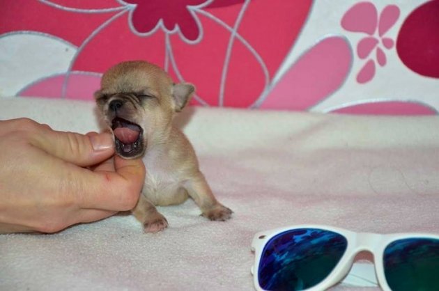 Найдена самая маленькая в мире собака. Фото