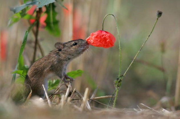 Настоящие эстеты: животным тоже нравятся цветы.Фото