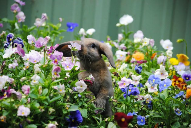 Настоящие эстеты: животным тоже нравятся цветы.Фото