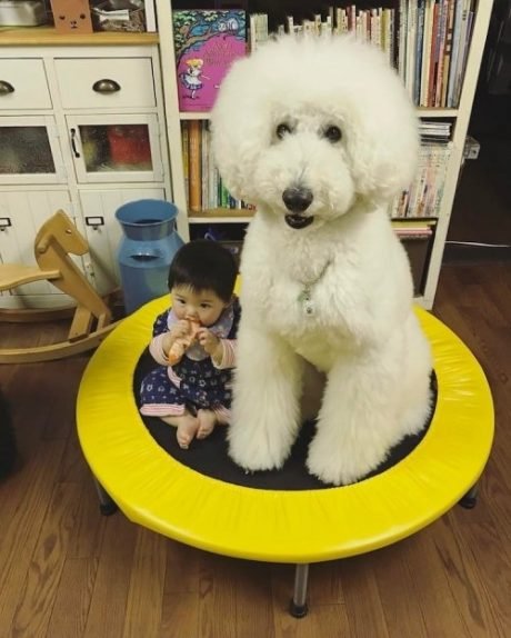 Трогательная дружба годовалой девочки и большой собаки. Фото
