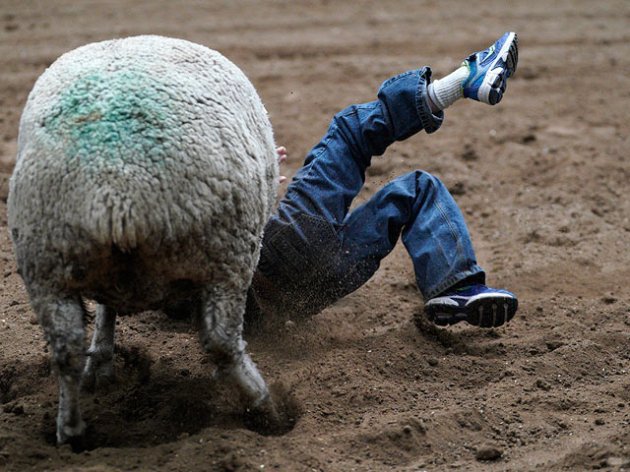 Необычное родео Mutton Bustin: дети, пытающиеся обуздать овец. Фото