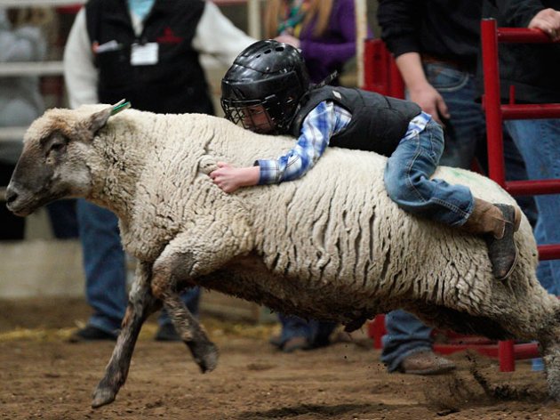Необычное родео Mutton Bustin: дети, пытающиеся обуздать овец. Фото