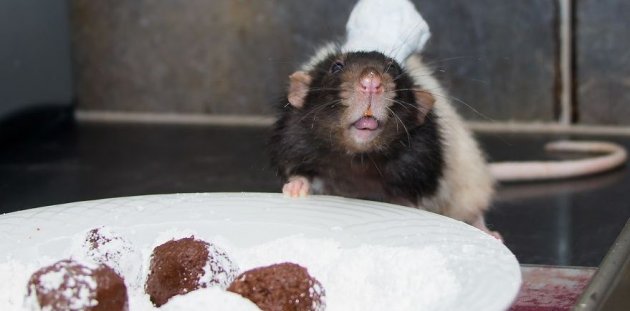 Это – милый и дружелюбный мышонок-повар Фиббс. Фото