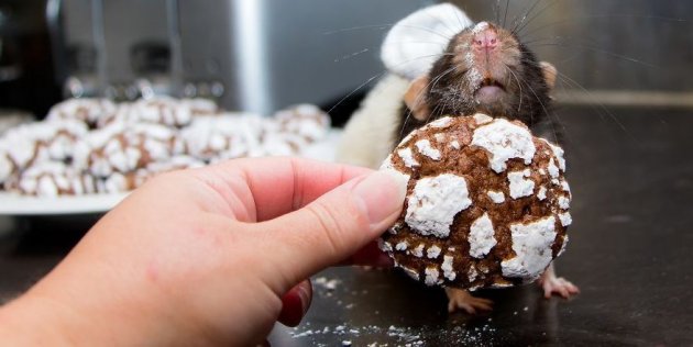 Это – милый и дружелюбный мышонок-повар Фиббс. Фото