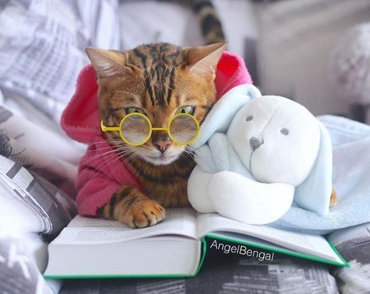 Бенгальская кошка развеселила Instagram оригинальными фотками
