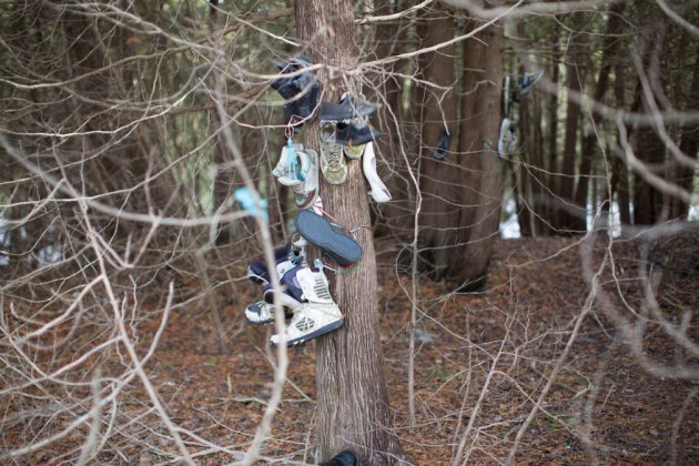 Необычный обувной лес в окрестностях Онтарио. Фото
