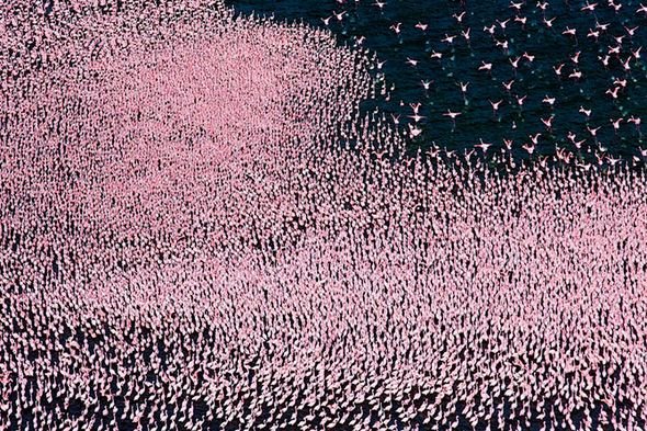 Завораживающие кадры озера миллиона розовых фламинго. Фото