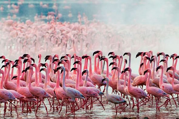 Завораживающие кадры озера миллиона розовых фламинго. Фото