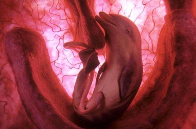 В утробе матери: National Geographic показал, как зарождается жизнь. Фото