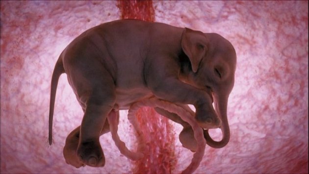 В утробе матери: National Geographic показал, как зарождается жизнь. Фото