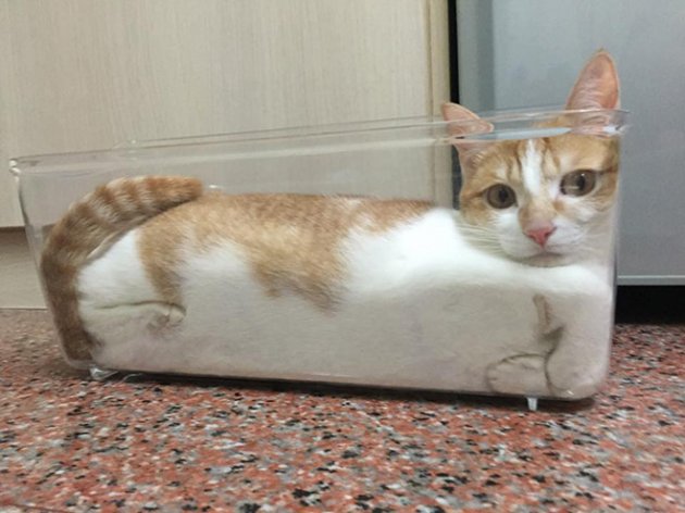 20 неоспоримых доказательств того, что коты – это “жидкость”