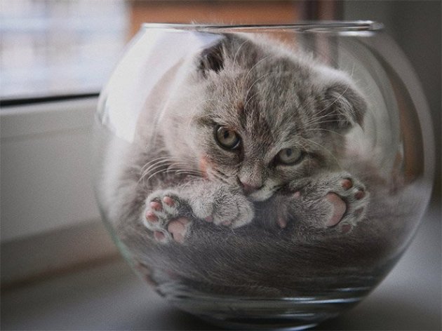 20 неоспоримых доказательств того, что коты – это “жидкость”