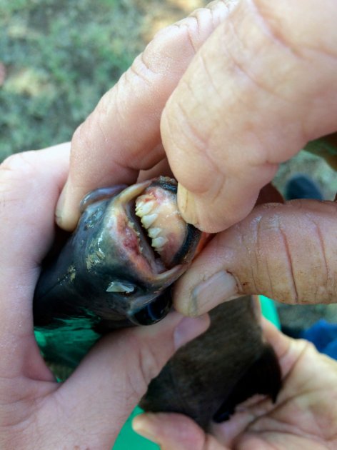 Риба-мутант з людськими зубами ледь не проковтнула дитину: фото