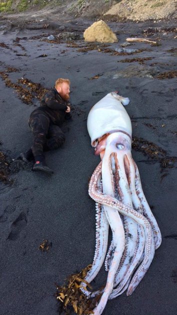 В Новій Зеландії знайшли гіганського кальмара. Фото