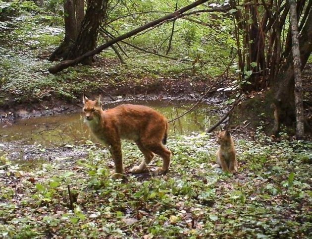 Тварини Чорнобиля в рідкісних знімках. Фото