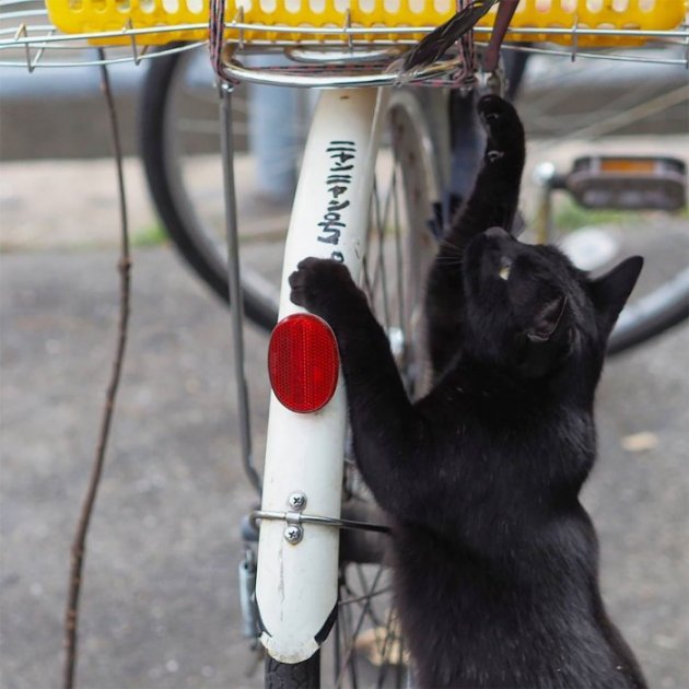Японець сфотографував ігровий майданчик бездомних котів