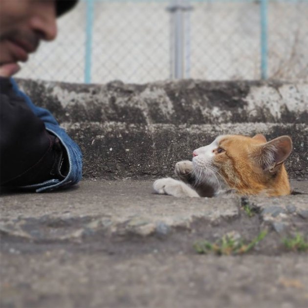 Японець сфотографував ігровий майданчик бездомних котів