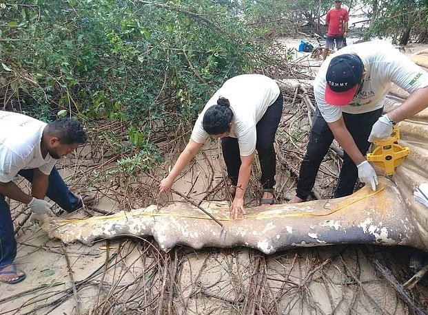 В амазонських джунглях знайшли тіло величезного кита. Фото