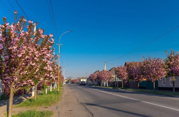 В Мережі показали цвітіння сакур у Мукачеві. Фото