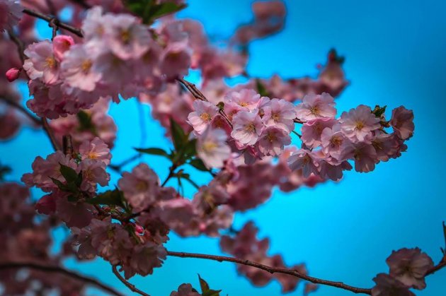 В Мережі показали цвітіння сакур у Мукачеві. Фото