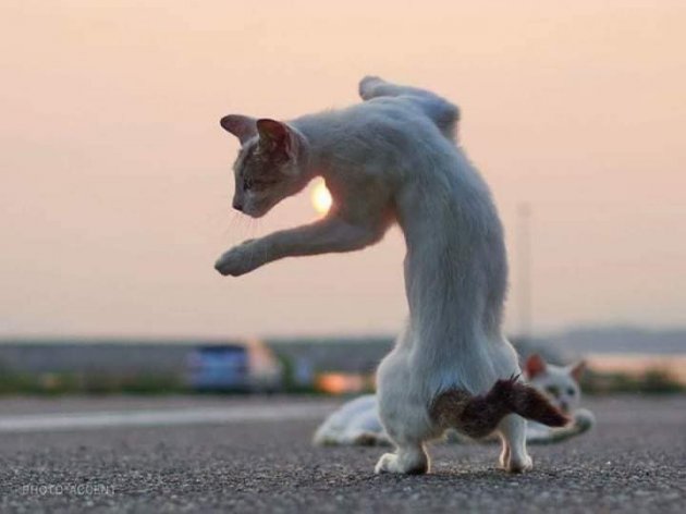 Коти-ніндзя: японський фотограф створив неповторні світлини