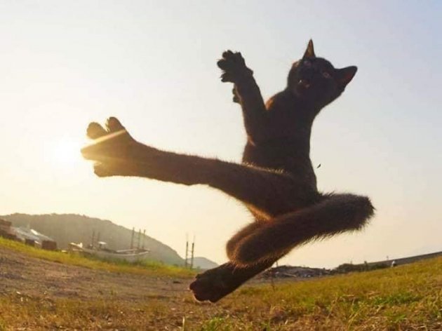 Коти-ніндзя: японський фотограф створив неповторні світлини
